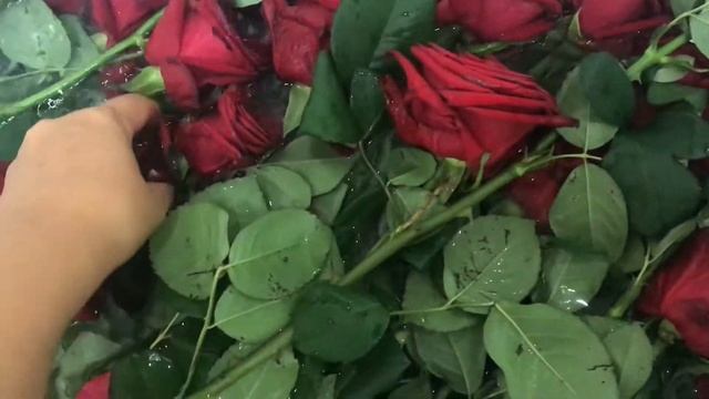 Как оживить увядшие Розы смотреть онлайн