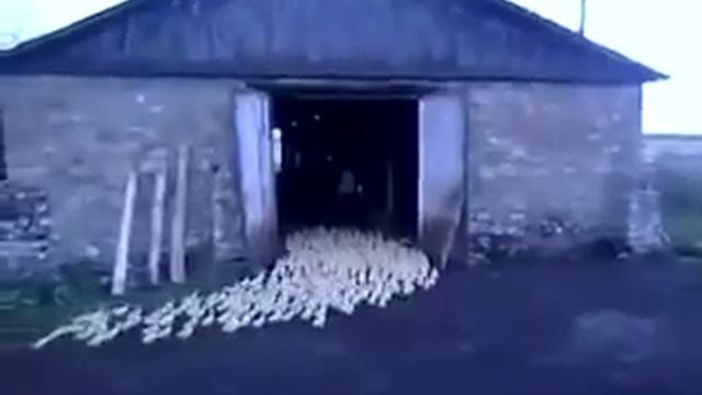 Мужик командует утками ! смотреть онлайн