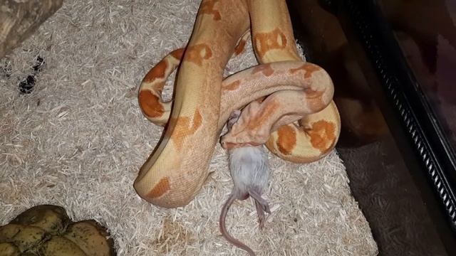 Императорский удав Клеопатра кушает. Boa constrictor imperator Cleopatra eating смотреть онлайн