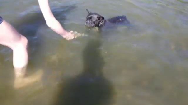 Французик ныряет. Собака водолаз смотреть онлайн