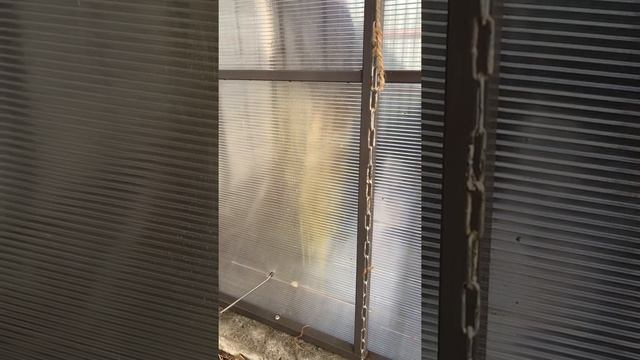 Как я обрабатываю теплицу весной смотреть онлайн