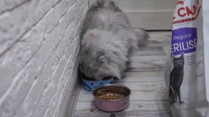 24 ЧАСА в КОРИДОРЕ на полу С КОТАМИ под ДВЕРЬЮ | УСТРОИЛИ ДРАКУ!!!