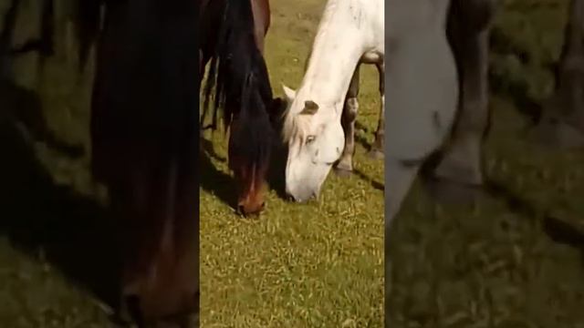 На лугу пасутся кони смотреть онлайн