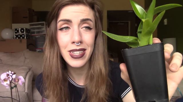 Unboxing - Orchids by Hausermann смотреть онлайн