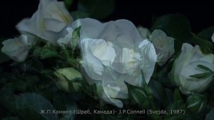 Как распускается роза Джей Пи Коннел - J.P. Connel.(Svejda, 1987)