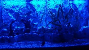 FG 13800 светильник для аквариума