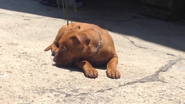 American Pitbull Terrier Red Nose 2 meses смотреть онлайн