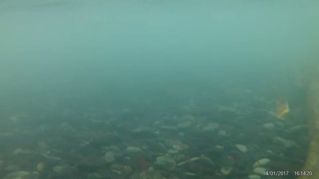 Игра воблера ручной работы от KHASULURES 4 смотреть онлайн