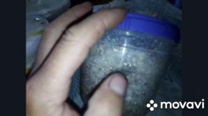 Грибы рядовка лиловоногая (синеножка) , эксперимент  развития мицелия в домашних условиях.