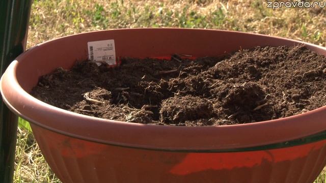 Крадут цветы в Зеленодольске смотреть онлайн