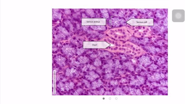 Review of Visible Body Series Apps for Anatomy and Physiology | Which one to buy смотреть онлайн