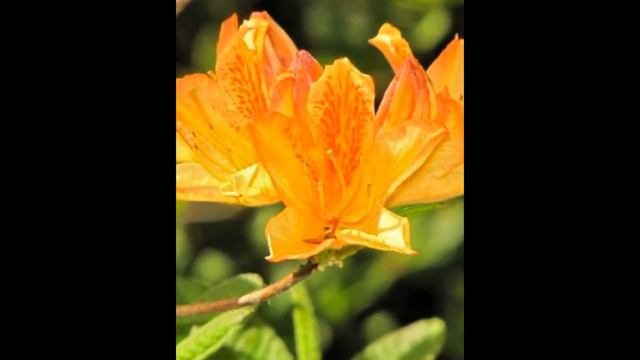 Hino De Giri (Coral) смотреть онлайн