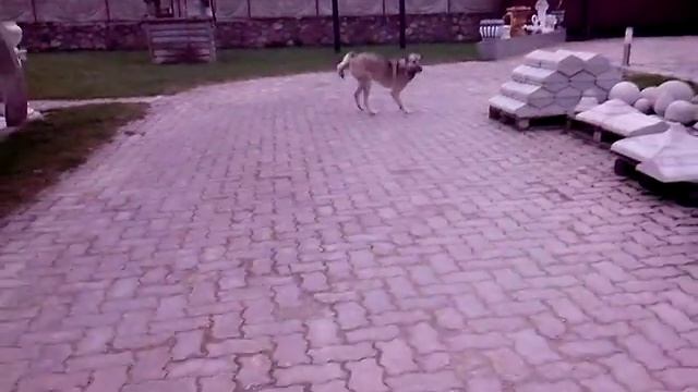 Собака Герда на трех лапах смотреть онлайн