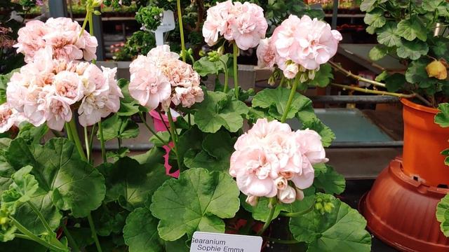 Gearanium Sophie Emma