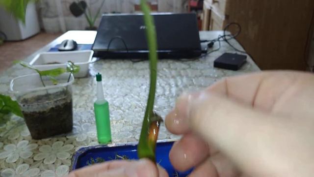 сингониум развитие в воде и личузе #личуза #сингониум смотреть онлайн