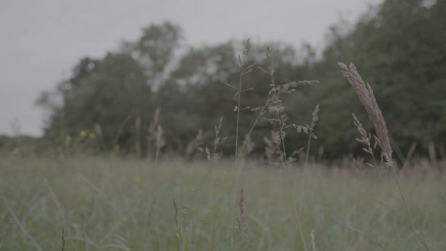 THE OPENED FIELD смотреть онлайн