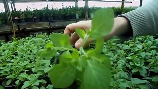 Пятна на листьях ампельной петунии(сурфинии). Что делать? смотреть онлайн