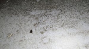 Домашний жук с крыльями - враг клопов?