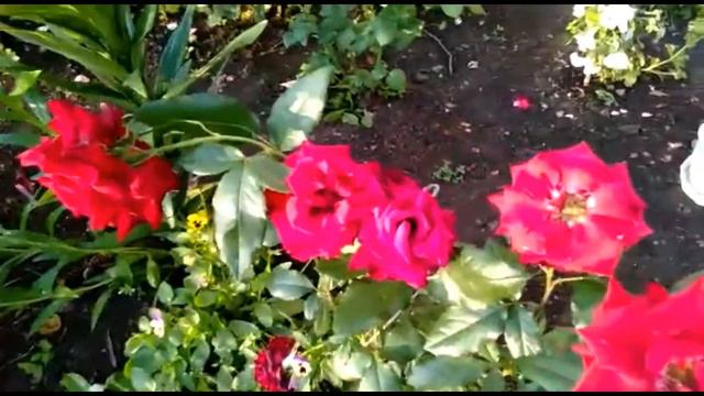 Пояркова Нина Кузьминична, п Гумбейский 87 лет смотреть онлайн