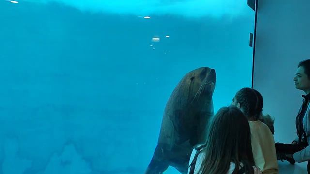 О морже в московском зоопарке. смотреть онлайн