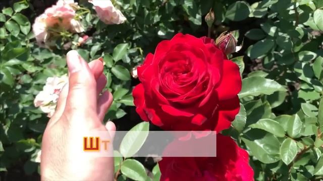 Окунитесь в атмосферу цветущих роз 2023 #maryroses #розы #мариярозы #питомникроз #2024 #бабанина