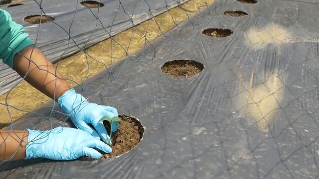 Cucumber / Pipino Growing. The Secret Money Earner.