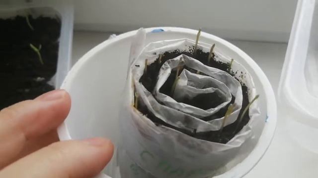 Рассада растет👍. Обзор балконной рассады. смотреть онлайн