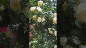 Обзор розы Лемон Рококо на штамбе.