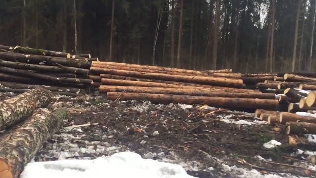 Незаконная вырубка леса уч Воздвиженское Хотьковского лесничества смотреть онлайн