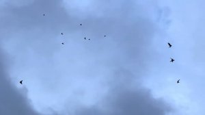 Бакинские красные чили. Зимой гоняем голубей.