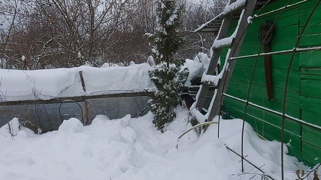 Вездеходный кот Кузя. У кота Чувачка неограниченный заряд нежности. Кузя и Чувачок смотреть онлайн