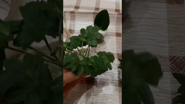 Упаковка пеларгоний для отправки почтой смотреть онлайн