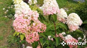 Гортензия метельчатая Фрайз Мельба ( Fraise Melba)