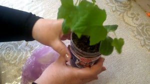 Семена ДЫНИ ВЬЕТНАМСКОЙ  Дедушки Хо Ши Мина отличные на всхожесть,сейте даже 3х летней давности.