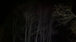 Страшные звуки ночного леса. Крики серой неясыти.