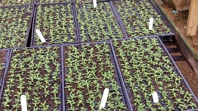 Baby calibrachoa смотреть онлайн