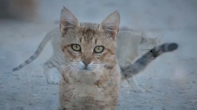 Нубийская буланая кошка.Дикая кошка смотреть онлайн