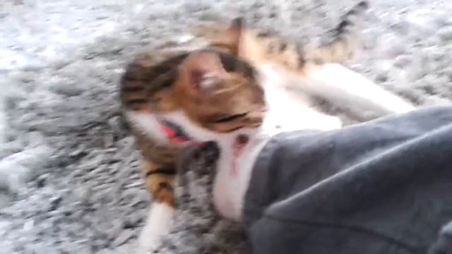 mon chat mange mon pied . AU SECOURS !!!! смотреть онлайн