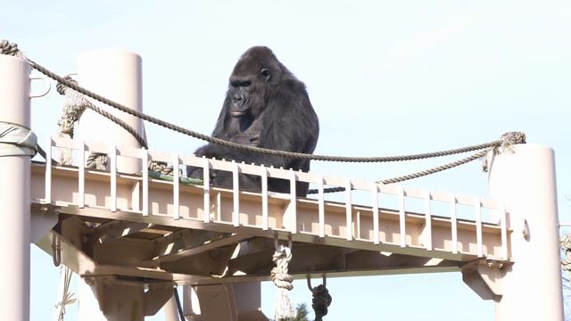 Silverback Gorilla Asks A Female To Mate, But Failed | Shabani & Female Ai смотреть онлайн