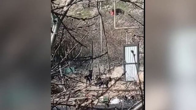 Доберман набросился на хозяйку приюта смотреть онлайн