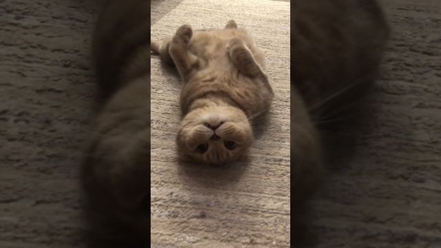 #shorts ?«НАШ КОТЯРА БАРС»?/Шотландский вислоухий кот/Смешные коты/Животное в доме. смотреть онлайн