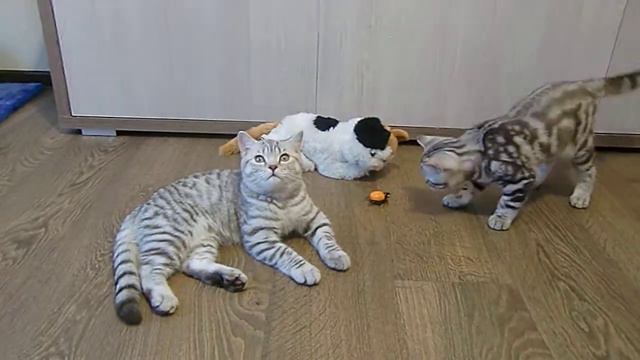 Бриташки милашки. Мальчик 4.5месяца. смотреть онлайн