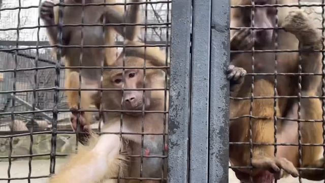 Вот зачем гамадрилам красные .ОПЫ! смотреть онлайн