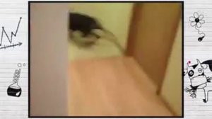 Собака бегает по дому