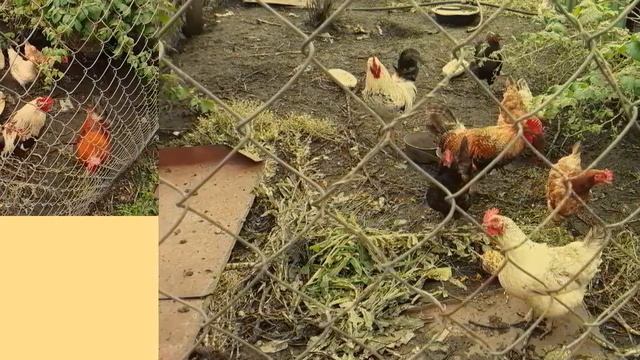 Деревня Казаки. Липецкая область. смотреть онлайн