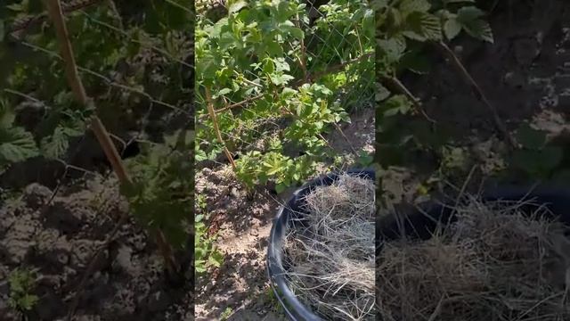 Малина. Какой сорт даёт 5-6 кг ягод с куста и чем его подкормить?? смотреть онлайн