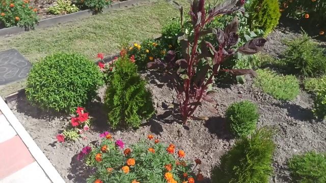 Что посадить вдоль дорожки. Лучшие бордюрные цветы смотреть онлайн