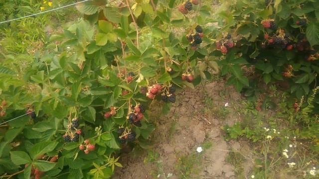 Ежевика садовая Небеса могут подождать первый год плодоношения и первое впечатление об этом сорте