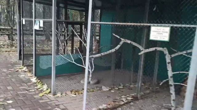 Кропивницкий Дендропарк зимой / Кормим синичек / Белка прячет орех / розы под снегом смотреть онлайн