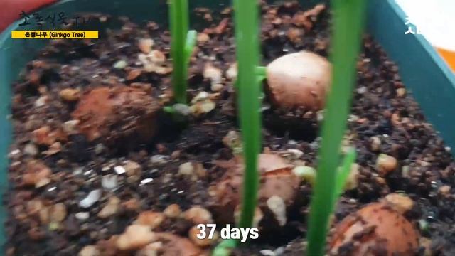 심심해서 해본 은행 뿌리내리기❤️ㅣHow To Grow Ginkgo Tree From Seeds??